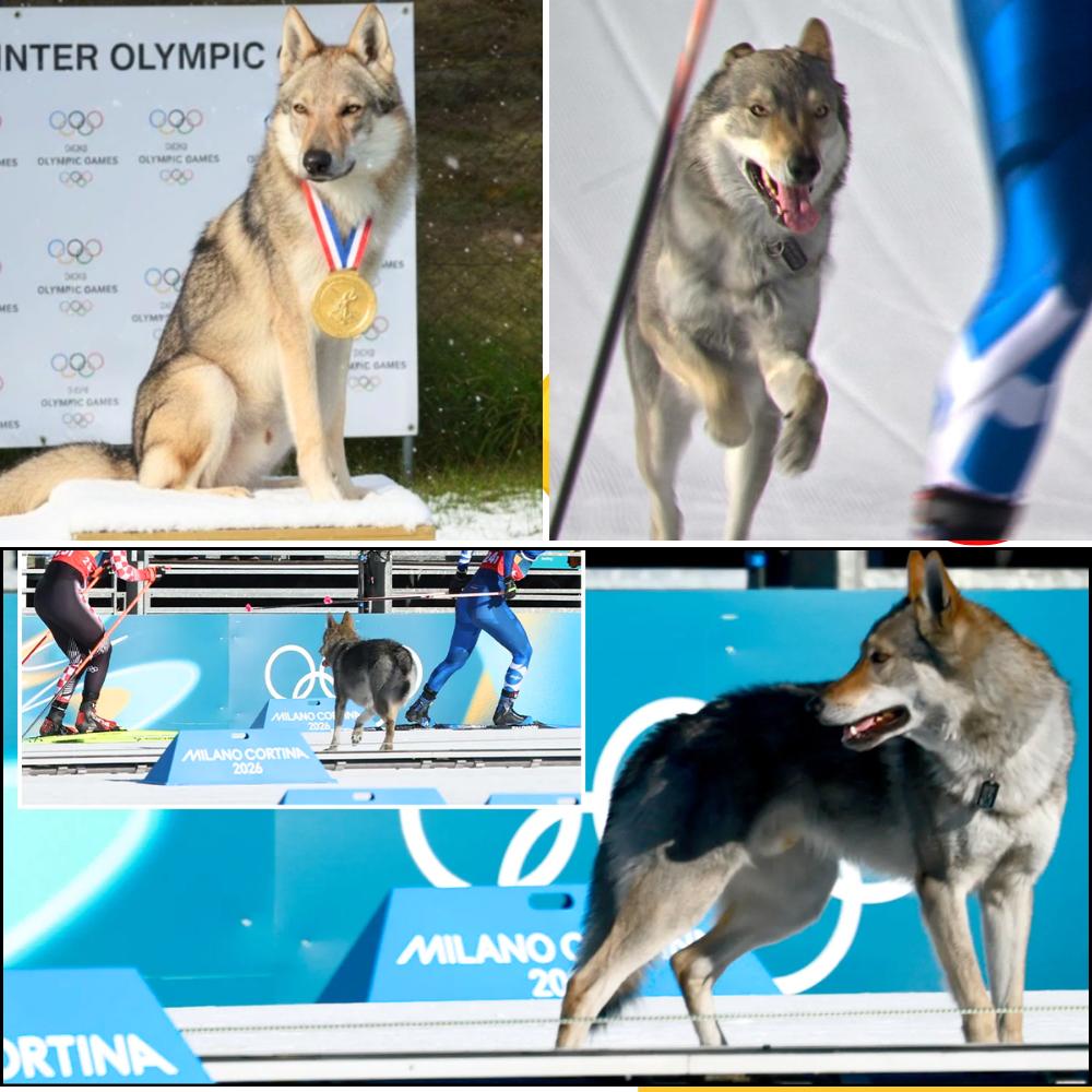 ๐บ๐ฅ TOTAL CHAOS TURNS INTO PURE MAGIC: A Runaway Wolfdog Hijacks the 2026 Milano Cortina Winter Olympics Race โ And Stuns the World at the Finish Line ๐ฑ๐
โ๏ธ