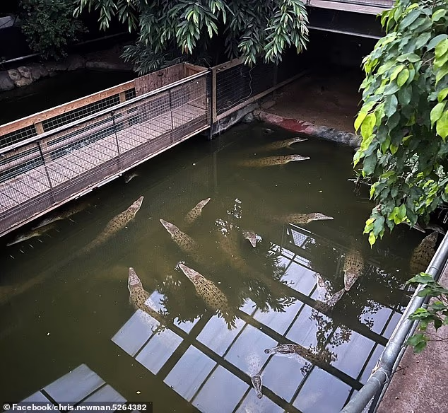 Suspect Released on Bail as Family of Boy Injured in Crocodile Enclosure Incident Remains at Hospital