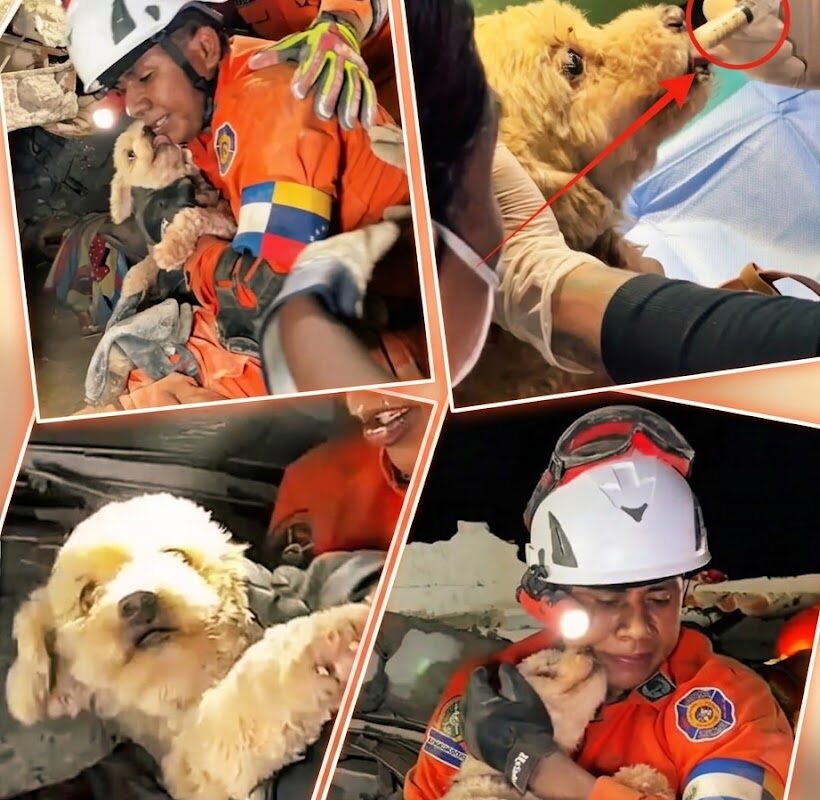 MIRACLE IN THE RUINS: Puppy Pulled Alive From Venezuela Earthquake Rubble After Five Days as Search for Survivors Reaches Critical Turning Point