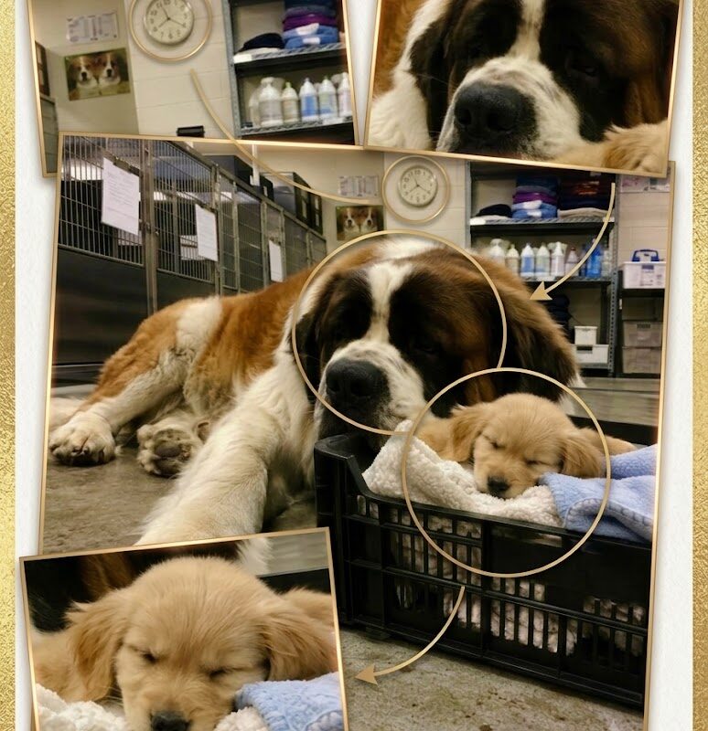 A GIANT’S PROMISE: The Dying Orphaned Puppy, the 150-Pound Saint Bernard, and the Ultimate Adoption Twist