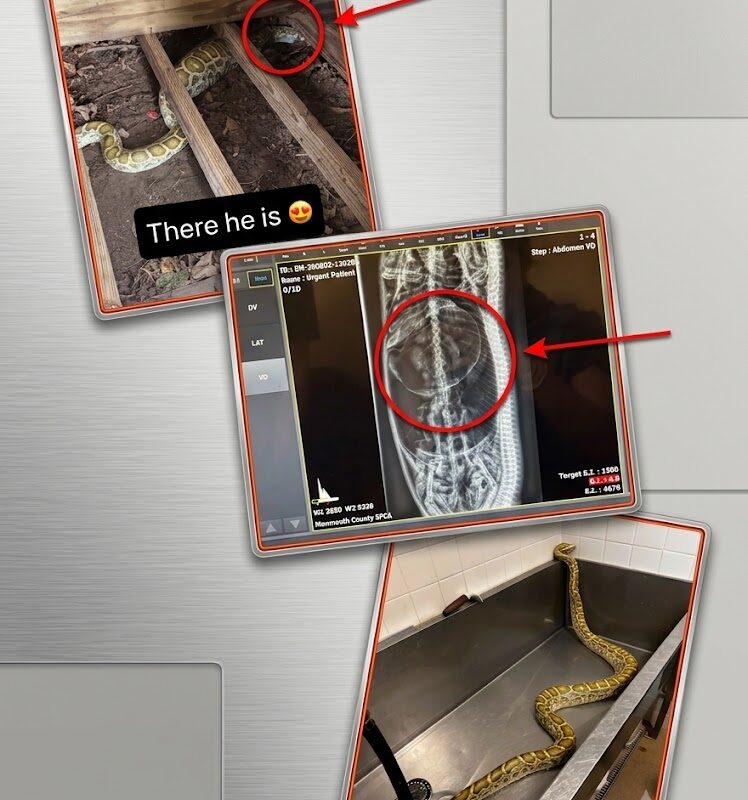 Backyard Monster: Massive Python with Swollen Belly Found Under NJ Family’s Shed—and an X-Ray Reveals Its Gluttonous Last Meal