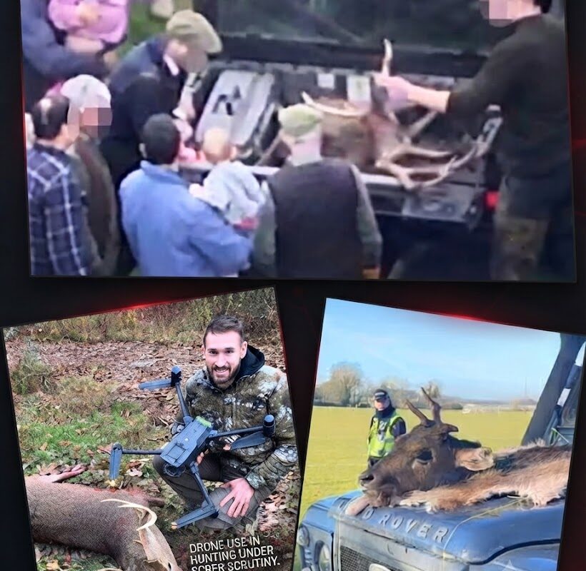 The Somerset Hunt Controversy: Drone Footage Sparks Outrage Over Children and Babies Exposed to Dead Stag Aftermath